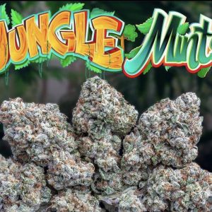 Jungle Mints Jungleboys For Sale Online